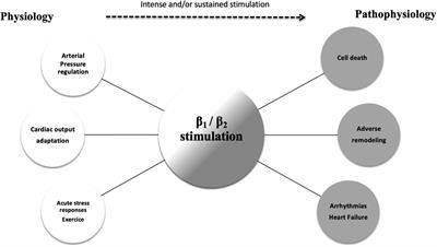 Beta-blocker management in patients admitted for acute heart failure and reduced ejection fraction: a review and expert consensus opinion